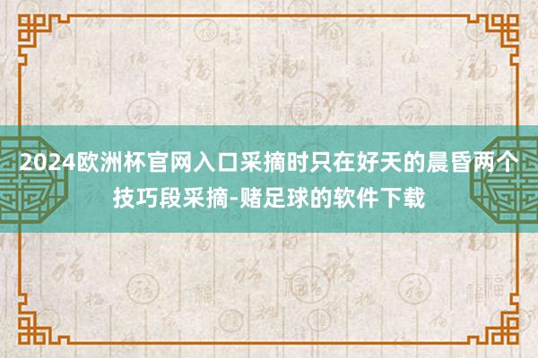 2024欧洲杯官网入口采摘时只在好天的晨昏两个技巧段采摘-赌足球的软件下载