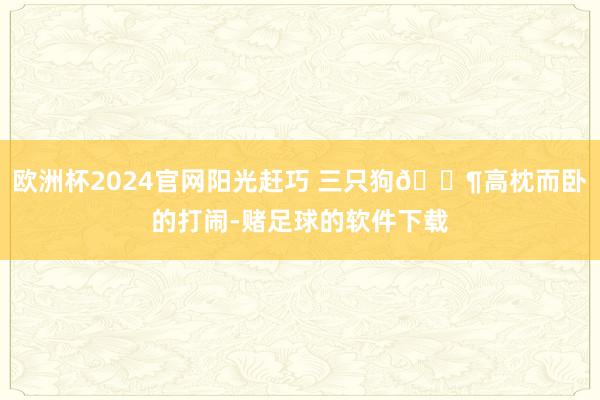 欧洲杯2024官网阳光赶巧 三只狗🐶高枕而卧的打闹-赌足球的软件下载